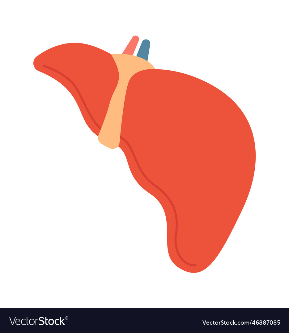 Liver human organ Royalty Free Vector Image - VectorStock