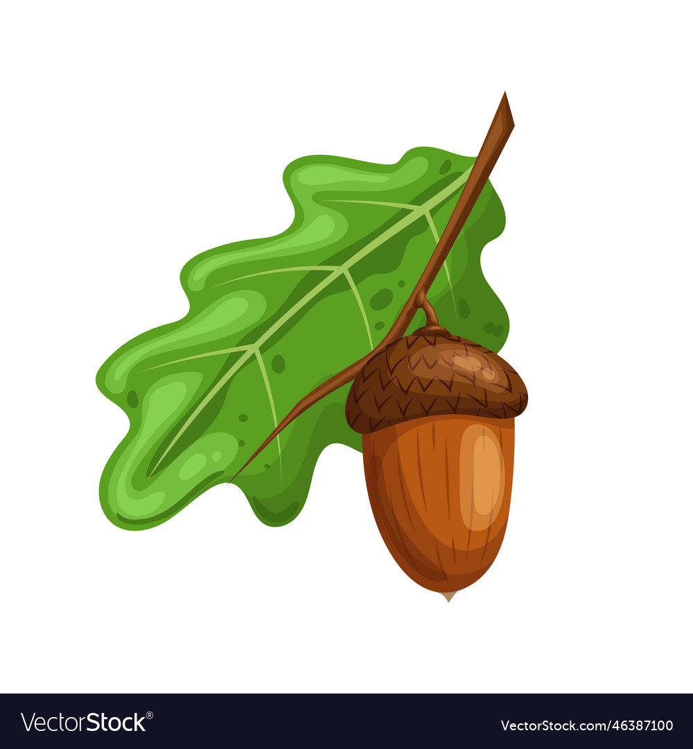 Acorn oak leaf cartoon