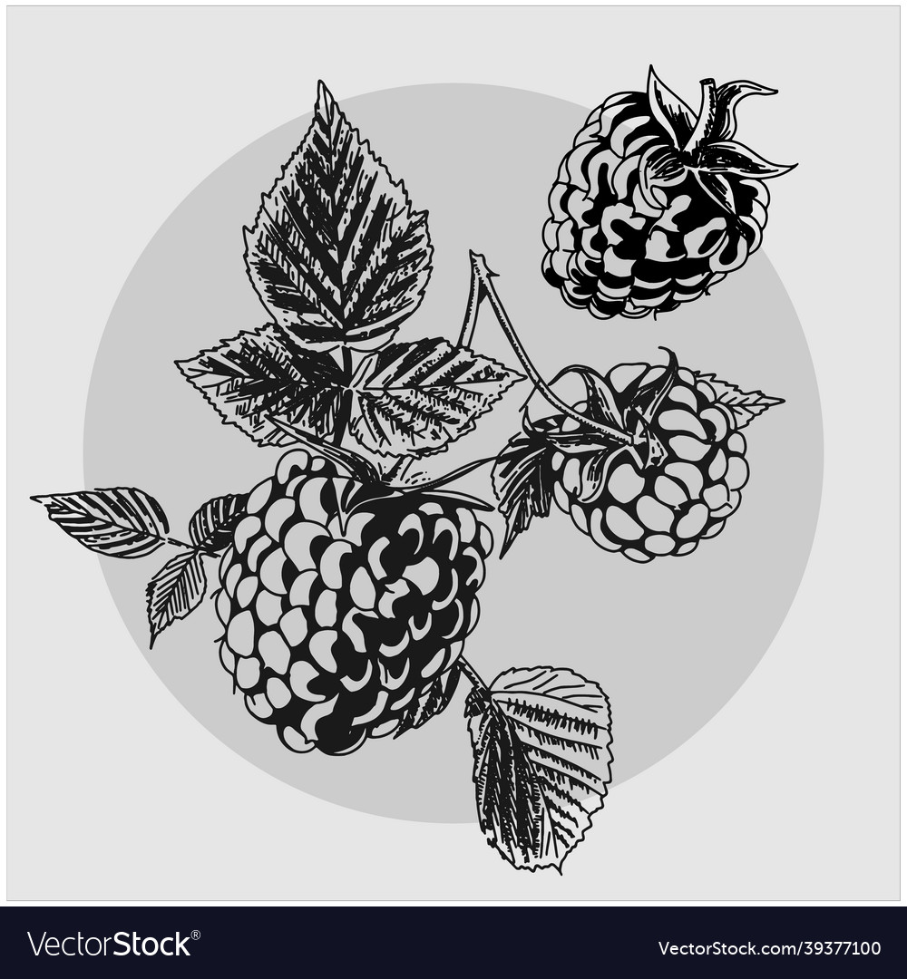 Raspberry on a gray background Vector Image Raspberry on a gray background