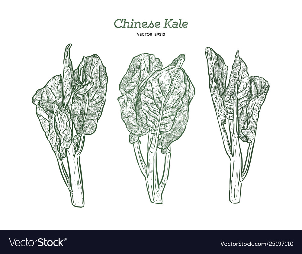 Chenese kale oder chinesisch broccoli hand zeichnen Skizze