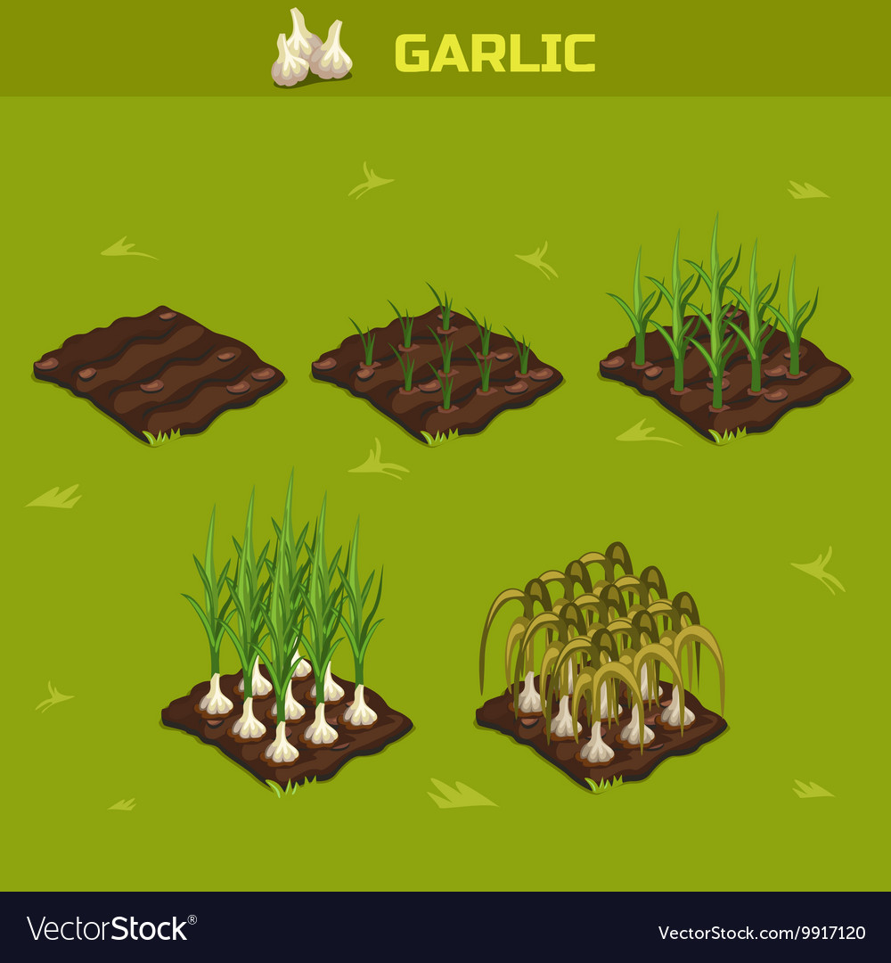 SET 7 Isometric Stage of growth Garlic Royalty Free Vector