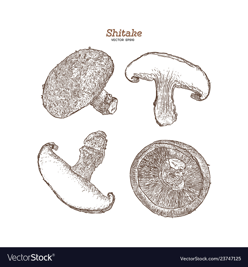 Collection of shiitake mushroom and a bit vector image Collection of shiitake mushroom and a bit