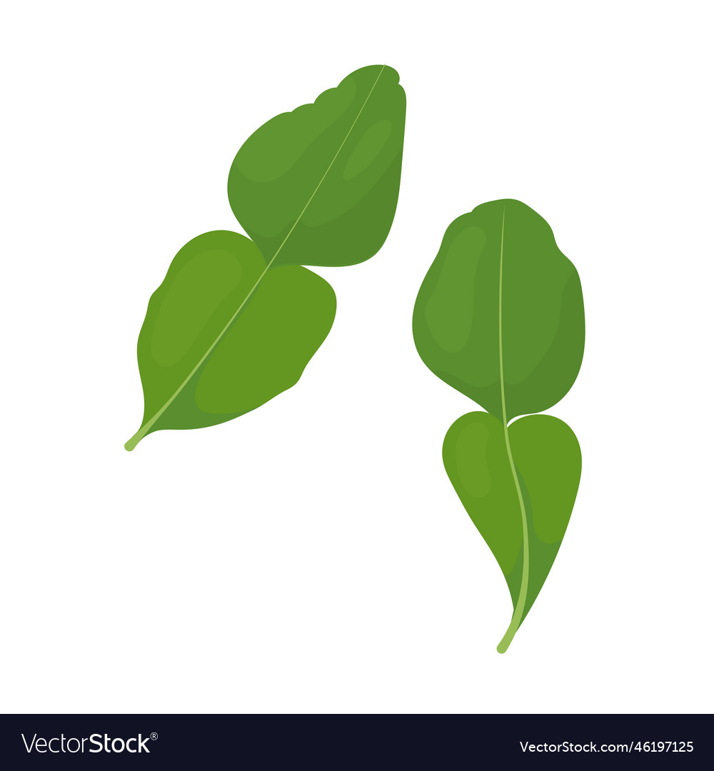 Two leaves of kaffir lime seasoning for asian Vector Image