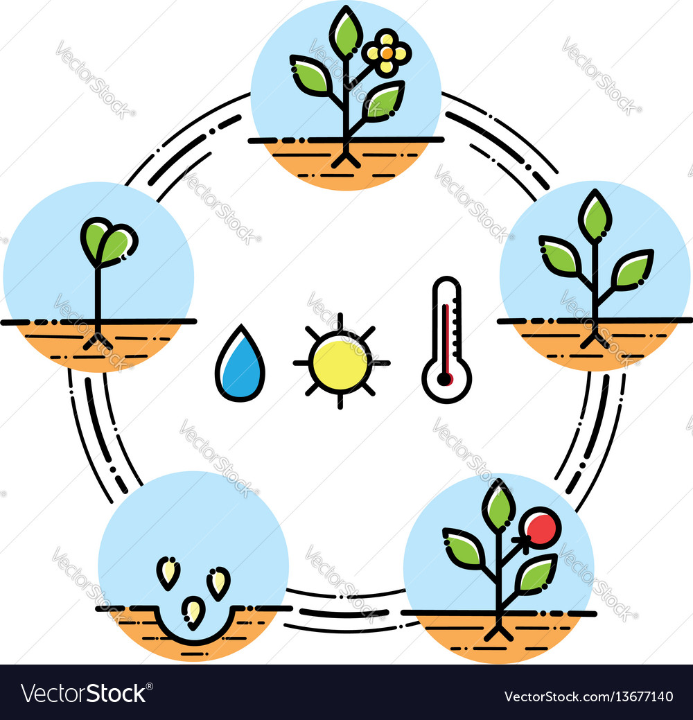 Infographic Of Plant Growth Stages Botany Vector Image