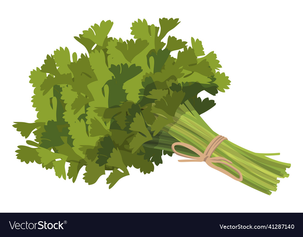 Realistic fresh parsley leaves on white Royalty Free Vector