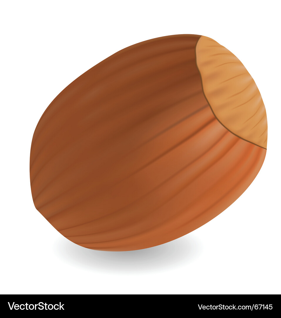 Hazelnut Royalty Free Vector Image - VectorStock
