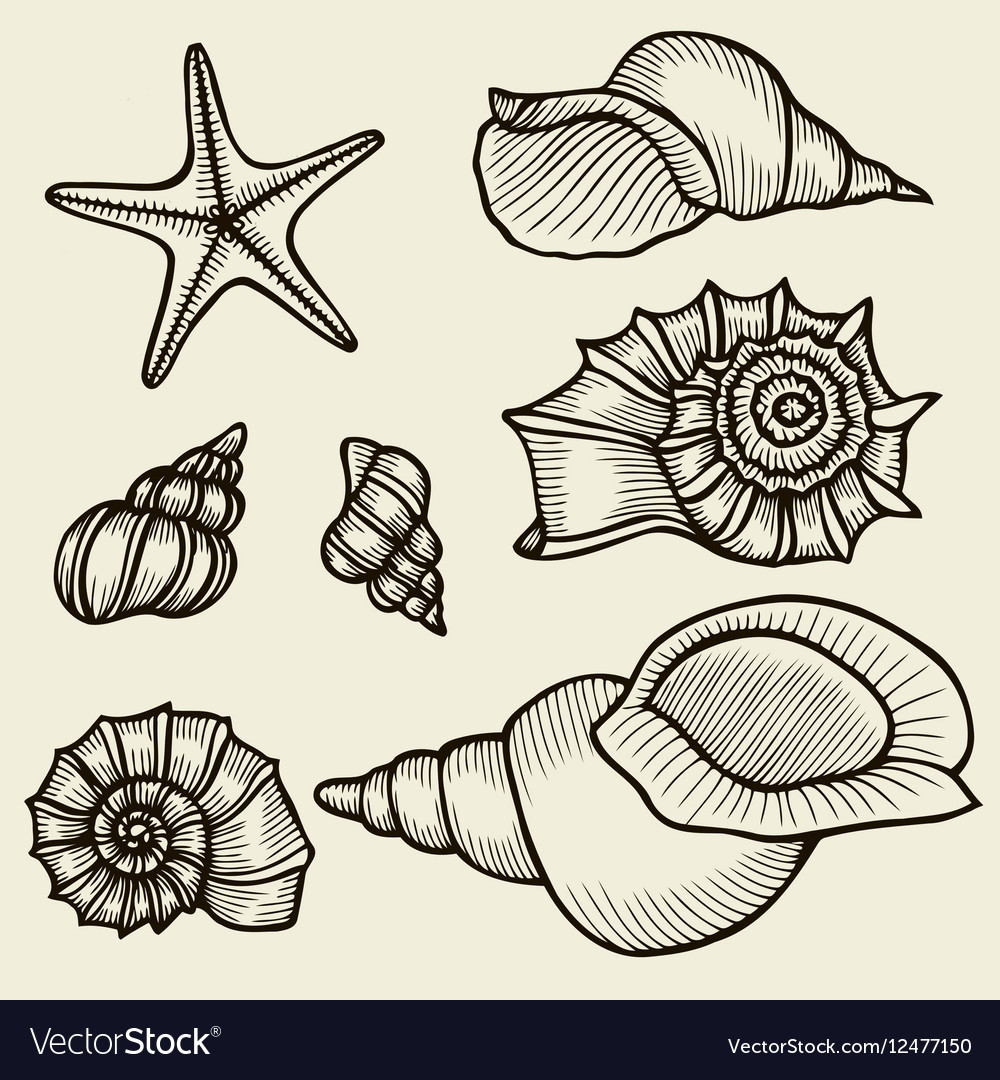 Seashells hand drawn set