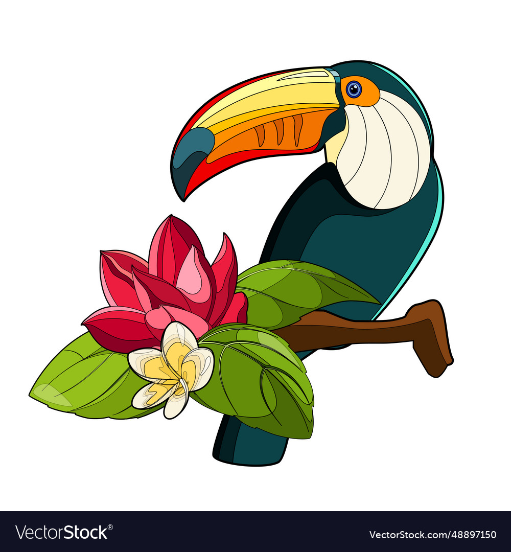 Toucan Royalty Free Vector Image - VectorStock