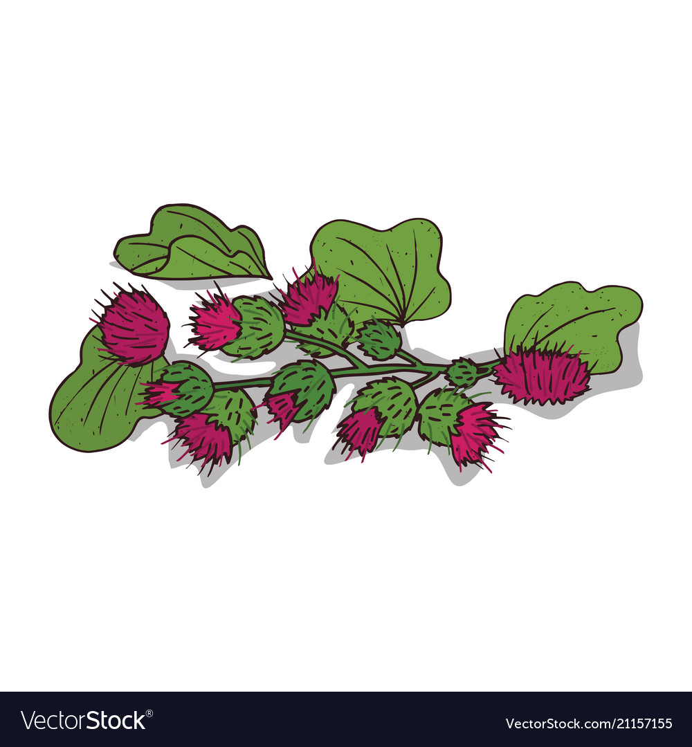 Isolated clipart burdock