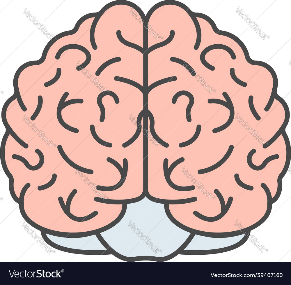 Brain icon color outline Royalty Free Vector Image