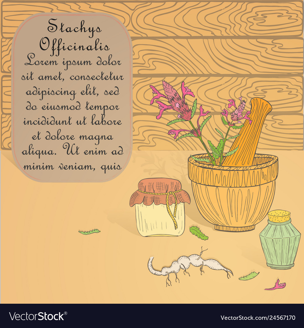 Handdrawn set for potion making with bishopwort Vector Image Handdrawn set for potion making with bishopwort