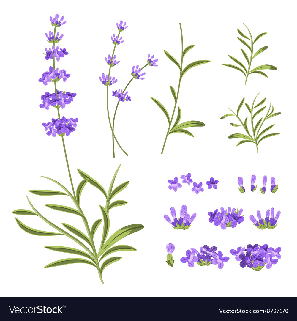 Lavender flowers elements Royalty Free Vector Image