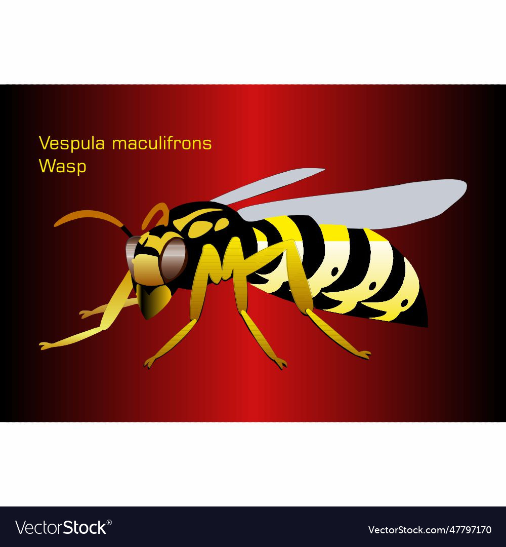 Wasp on abstract red background