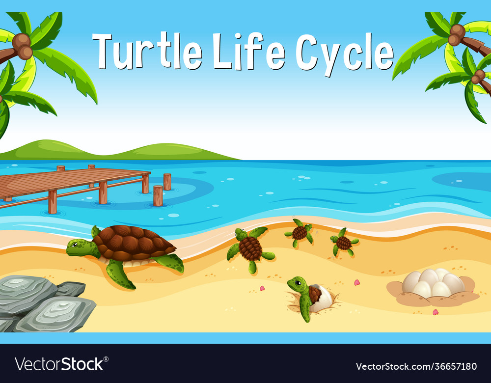 Many turtles on beach scene with turtle life Vector Image