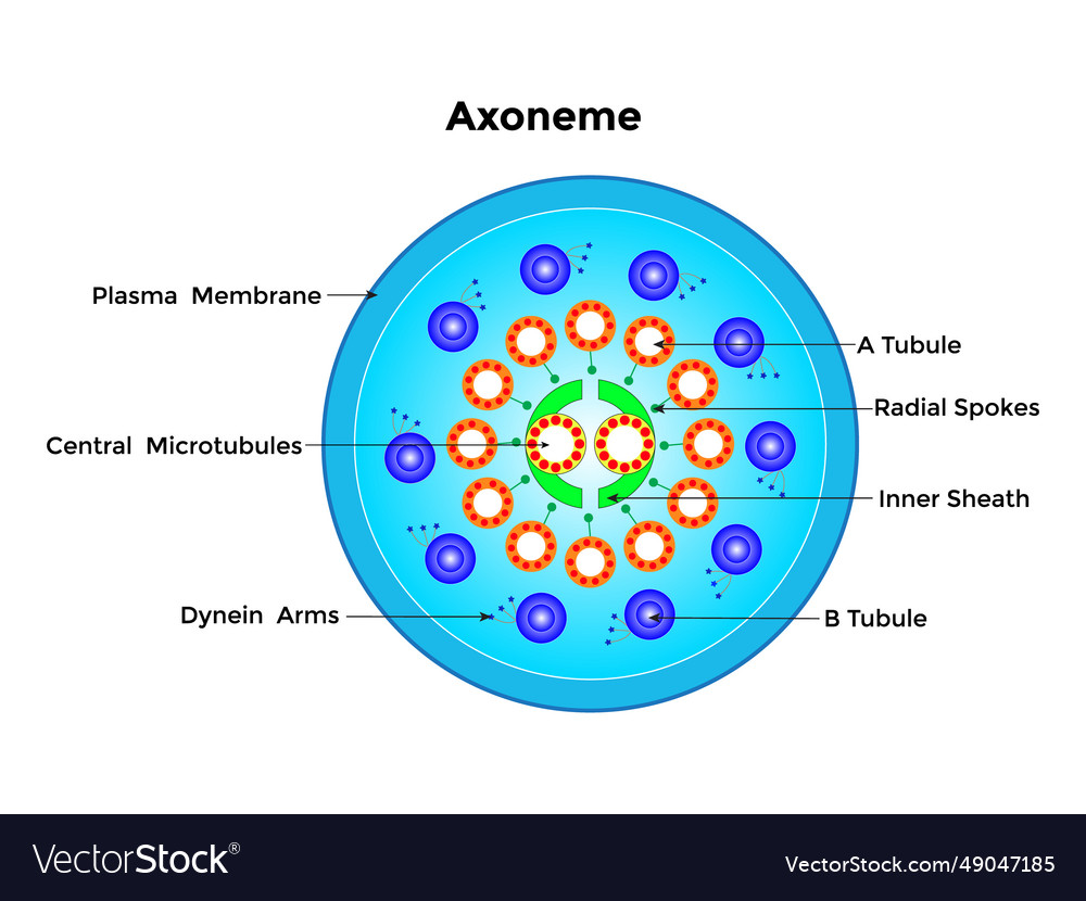 Axoneme Structure and Function