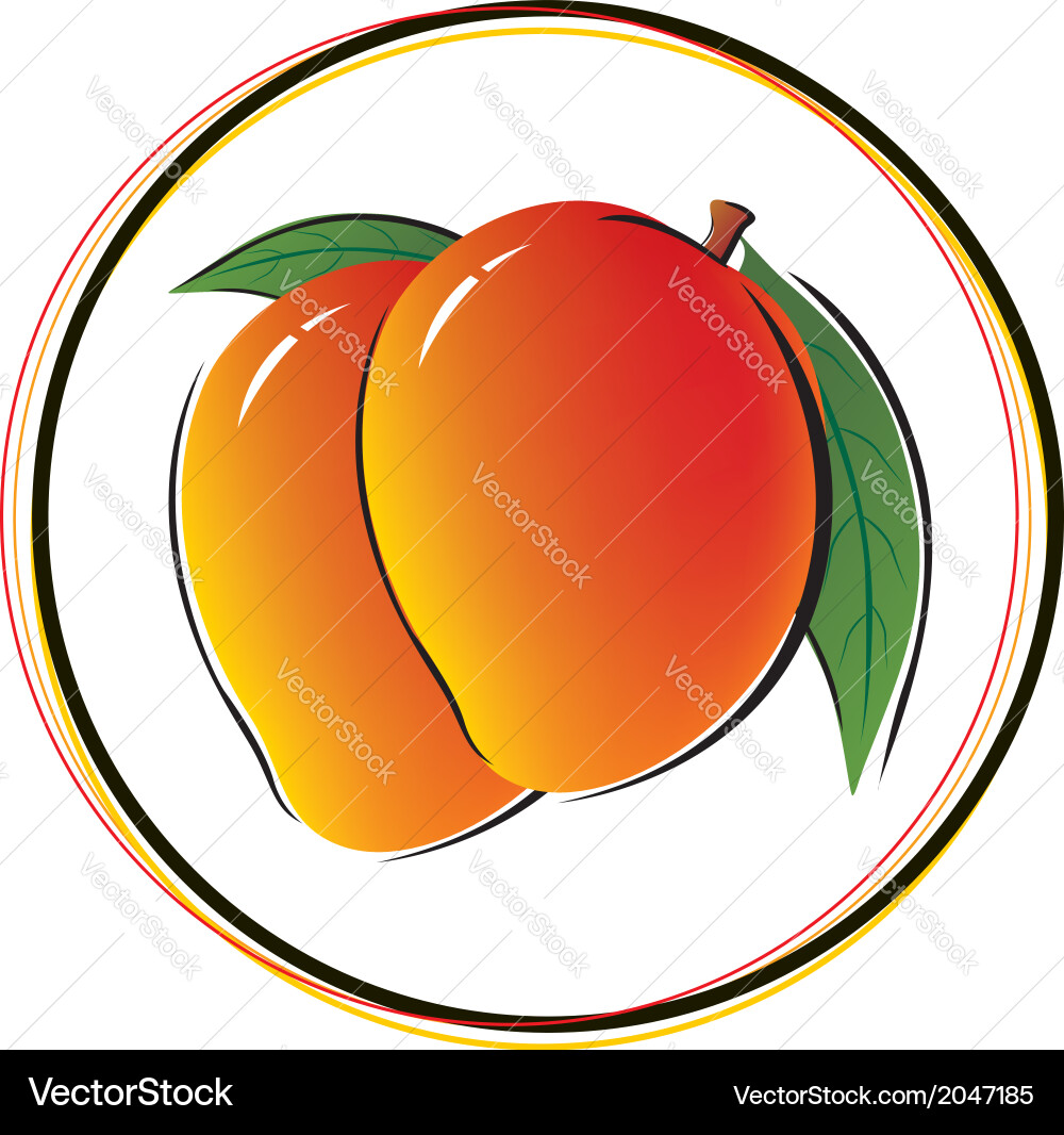 Mango on white background Royalty Free Vector Image