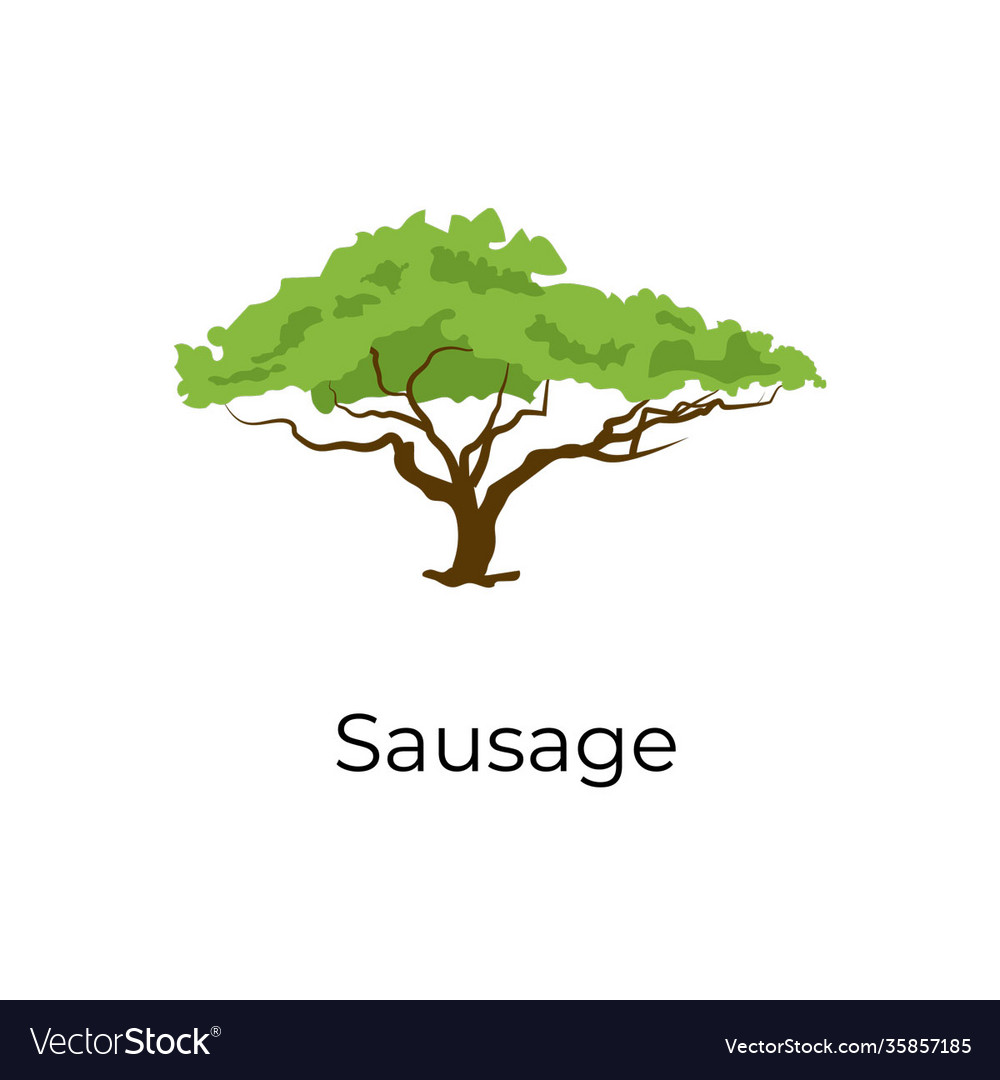 Sausage tree Royalty Free Vector Image - VectorStock