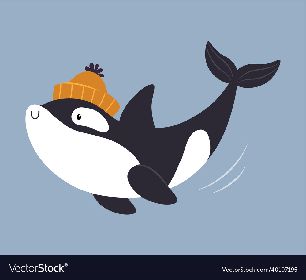Cute killer whale or orca as arctic animal