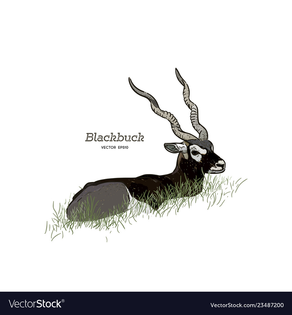 Blackbuck antelope strepsiceros cervicapra Vector Image