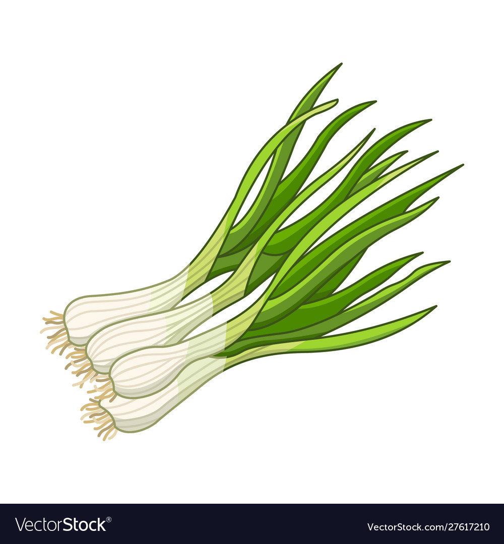 Green Onion Illustration