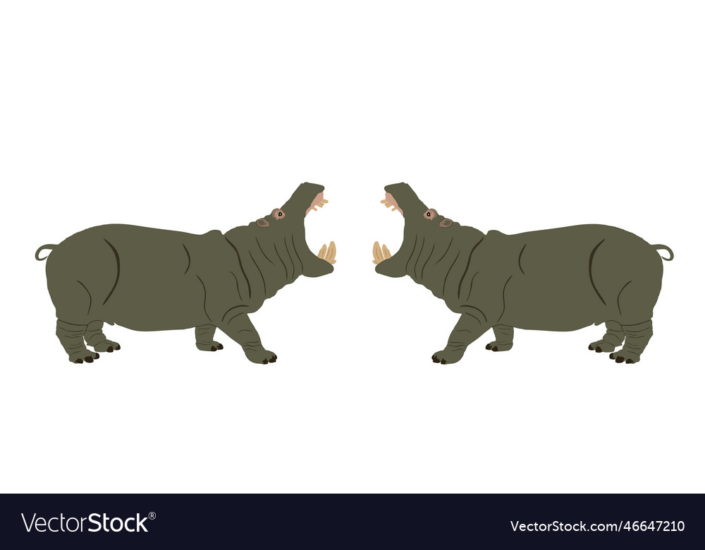 Hippopotamus open jaws hippo fight with opponent Vector Image