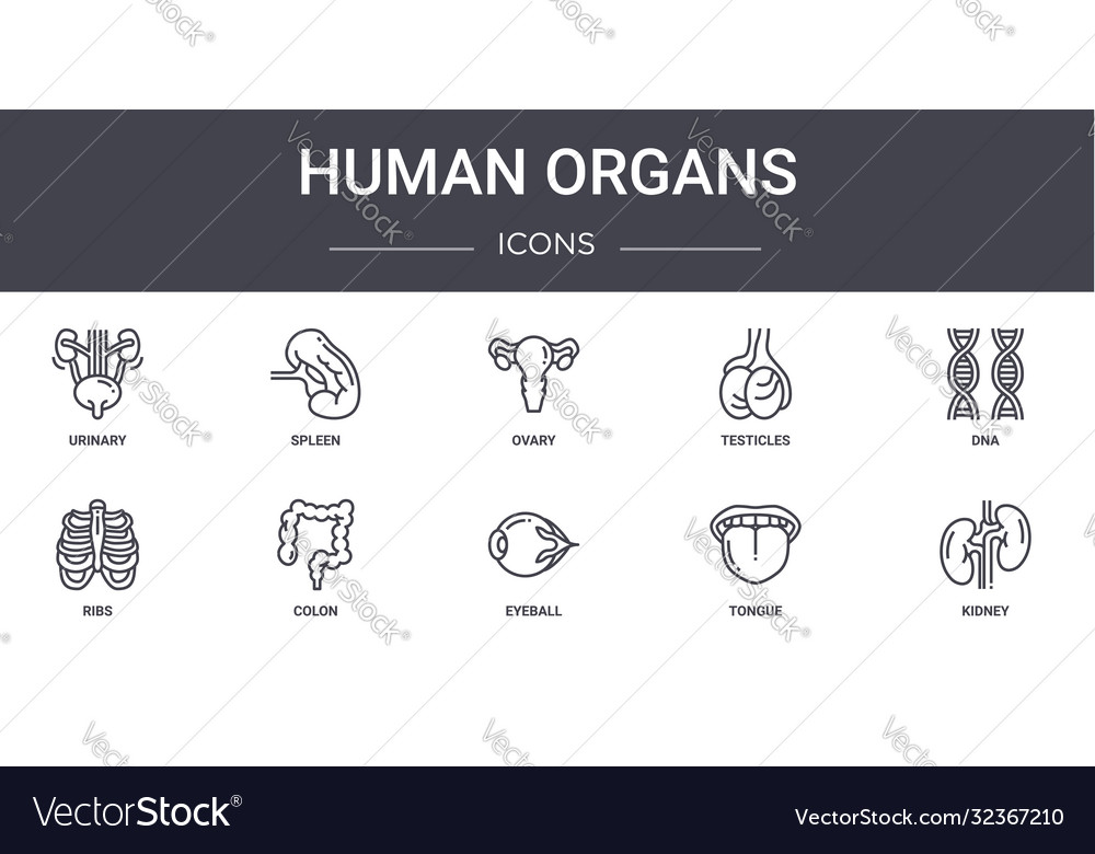 Human organs concept line icons set contains