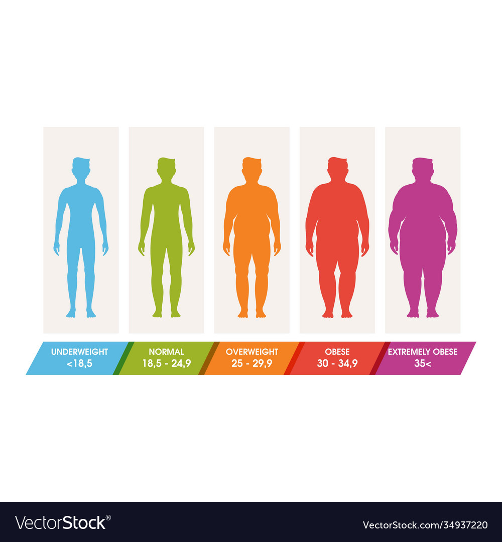 Body mass index Royalty Free Vector Image VectorStock