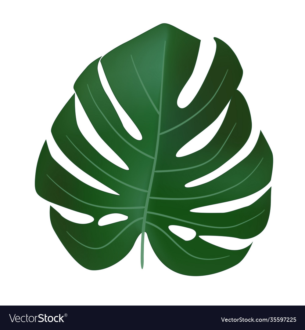 Natural realistic green monstera leaf tropical Vector Image