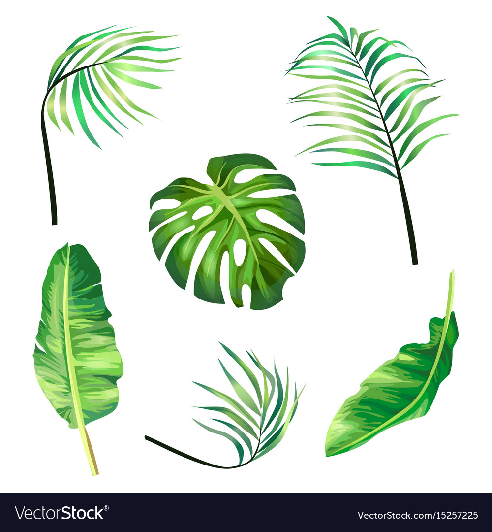 Set botanical tropical Royalty Free Vector Image