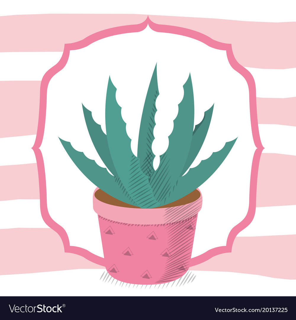 Succulent desert plant in frame