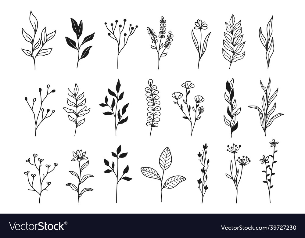 Plants and flowers botanical Royalty Free Vector Image