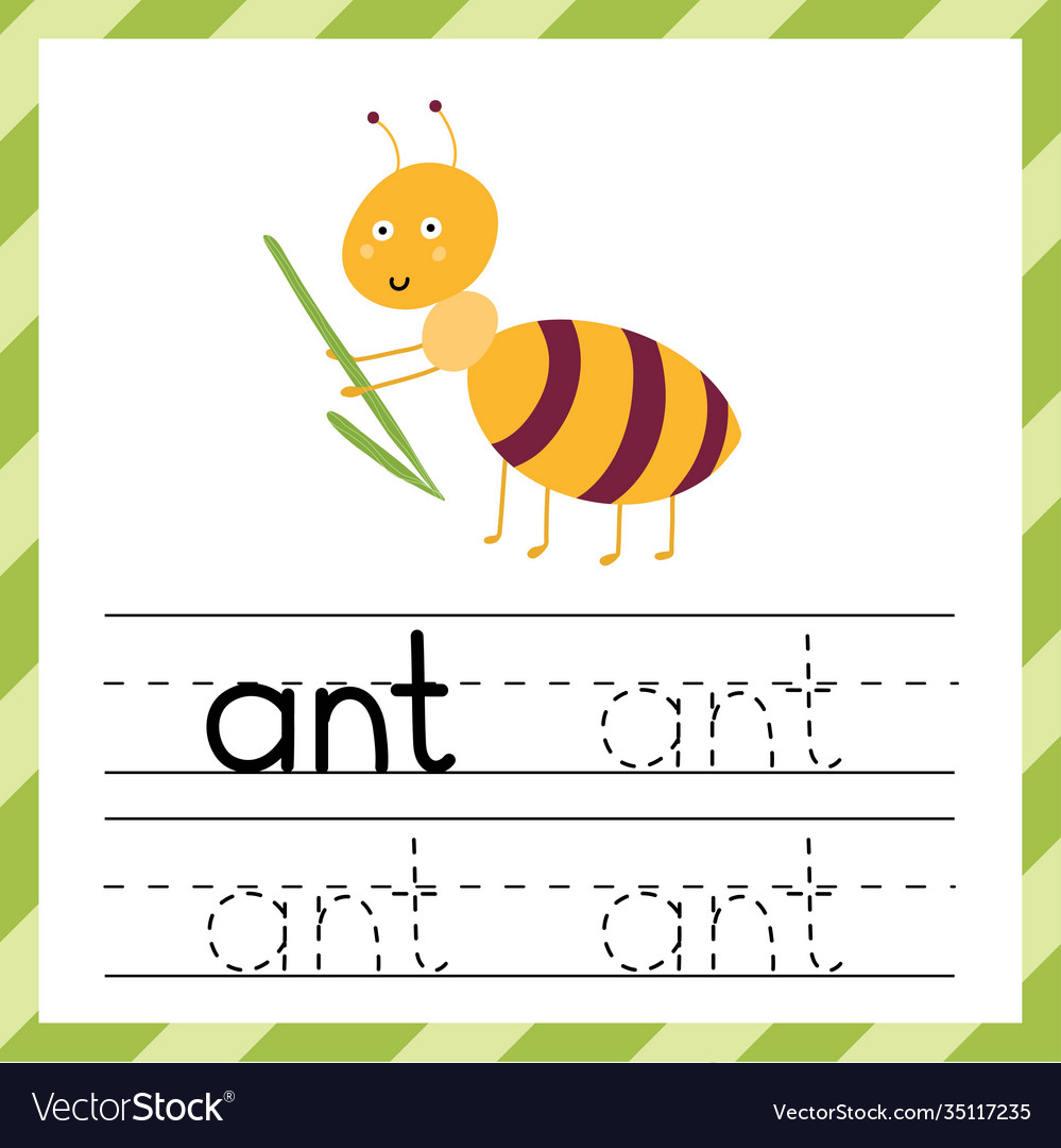 tracing worksheet with word ant learning vector image