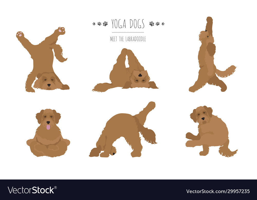 Yoga dogs poses and exercises poster design