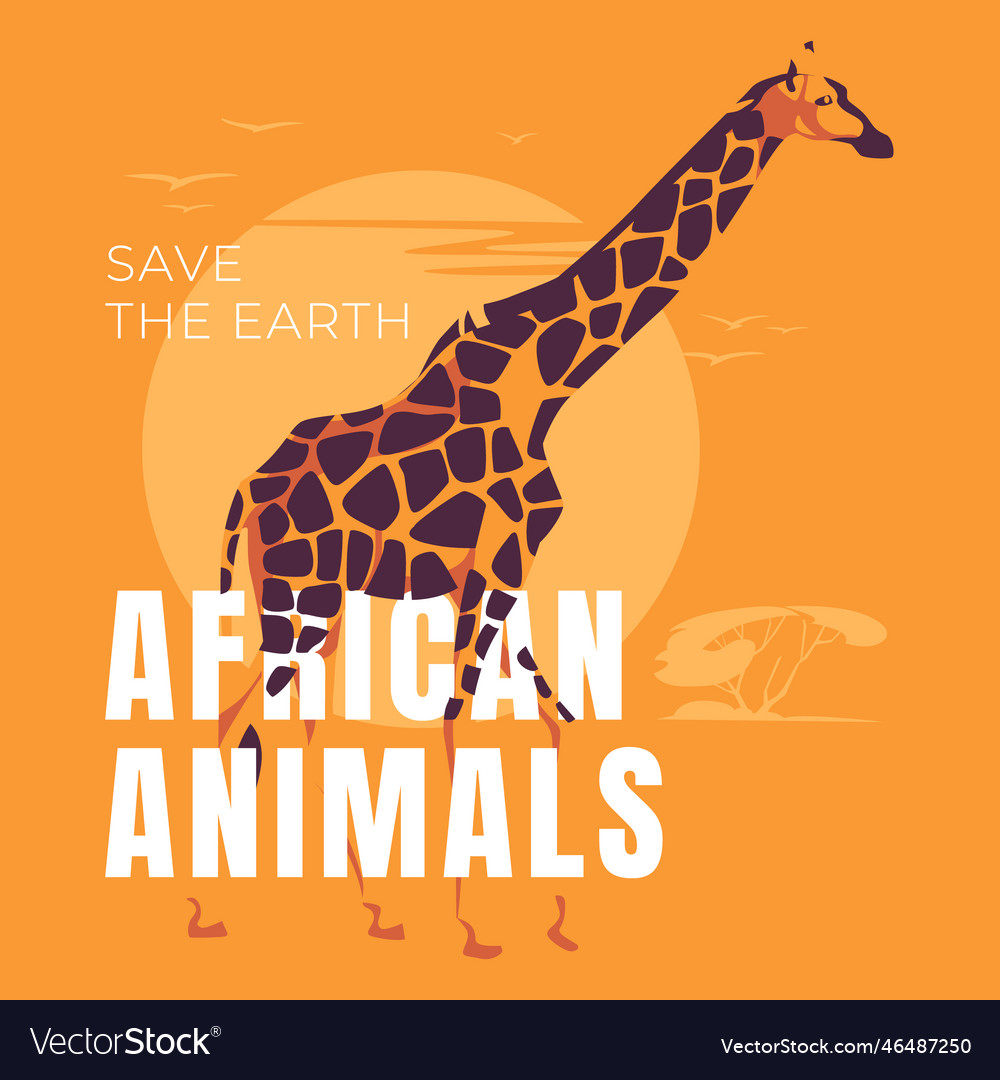 A giraffe stands on an orange background african Vector Image