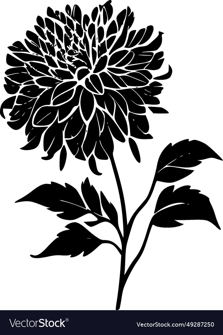 Dahlia flower - minimalist and simple silhouette Vector Image