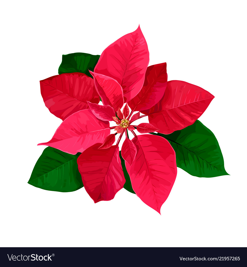 the flower of christmas