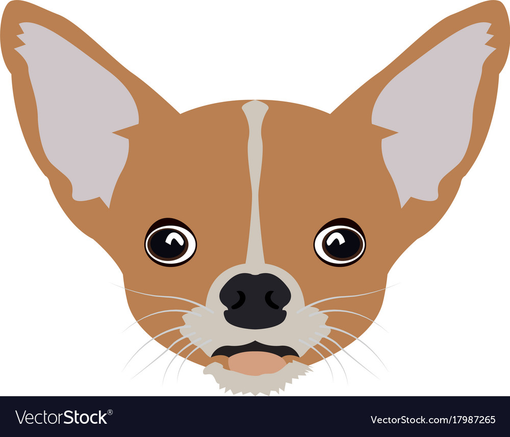 Chihuahua avatar