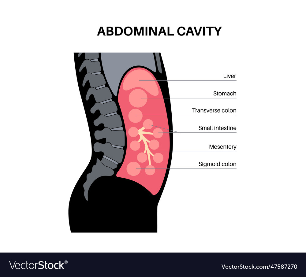 abdominal cavity anatomy