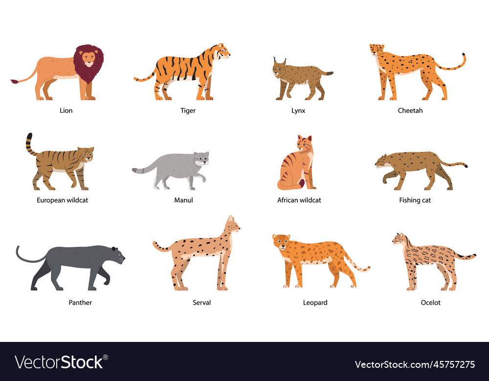 Different types best sale of wild cats