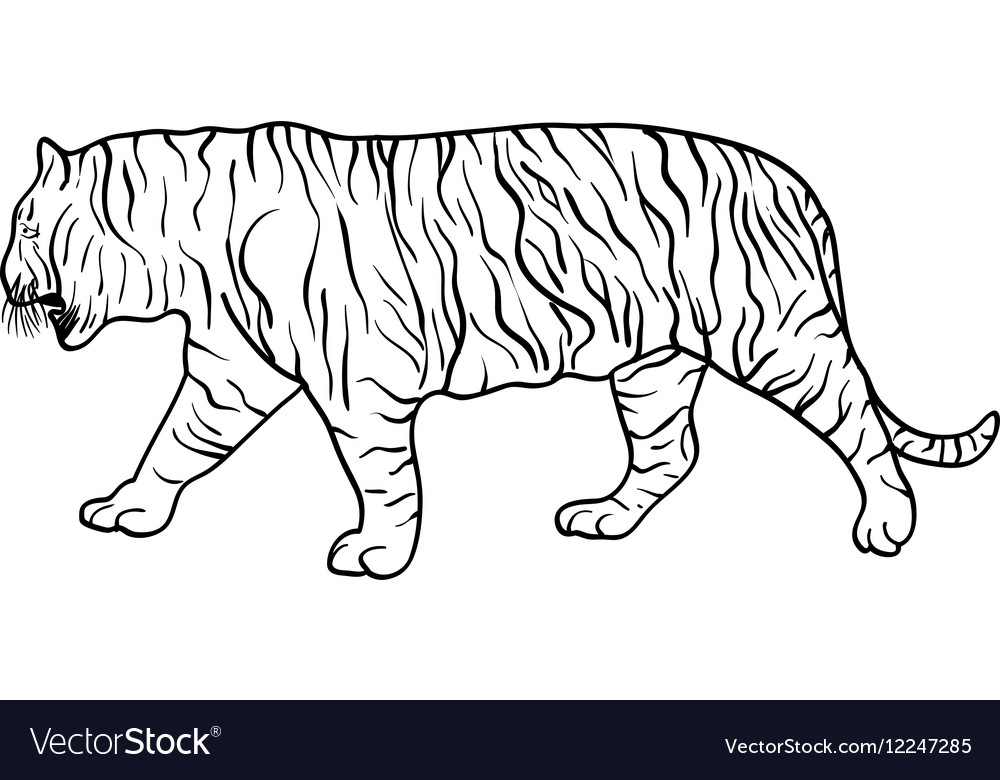 Sketch schöner Tiger auf weißem Hintergrund