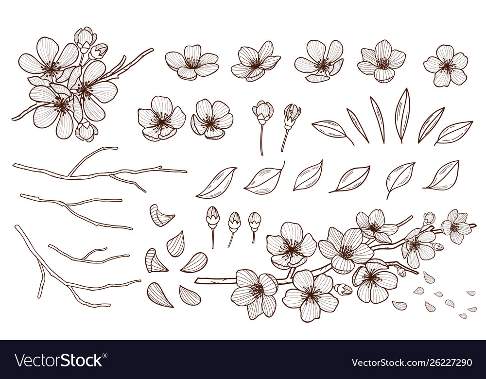 Hand drawn spring flowers blossoming set sakura Vector Image