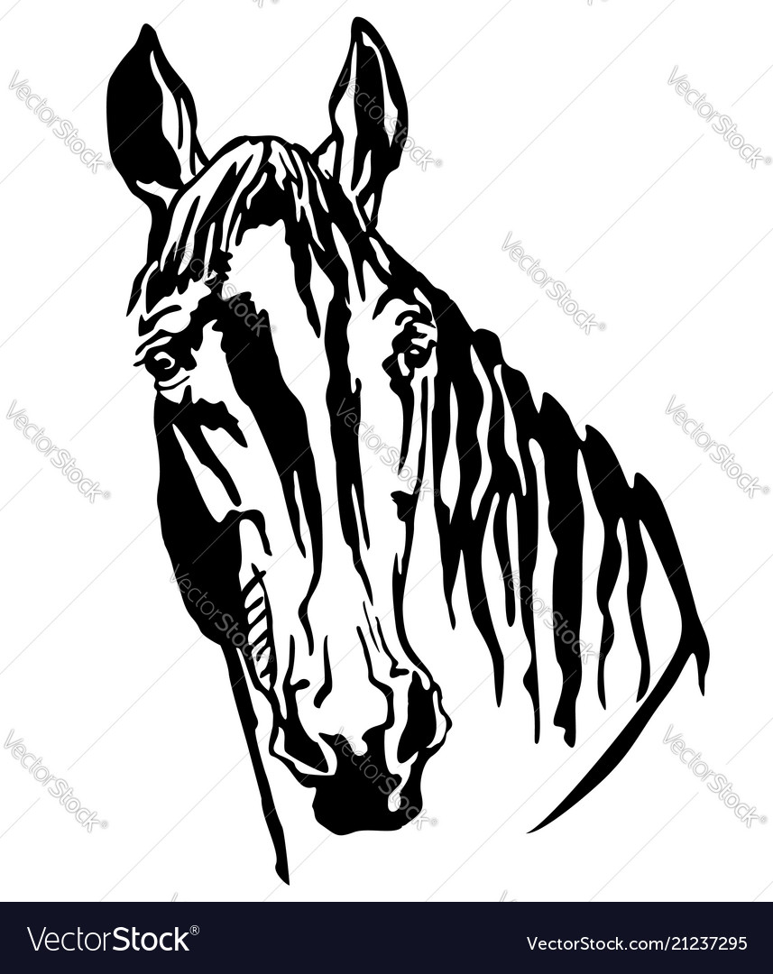 Decorative portrait of trakehner horse-2 Vector Image