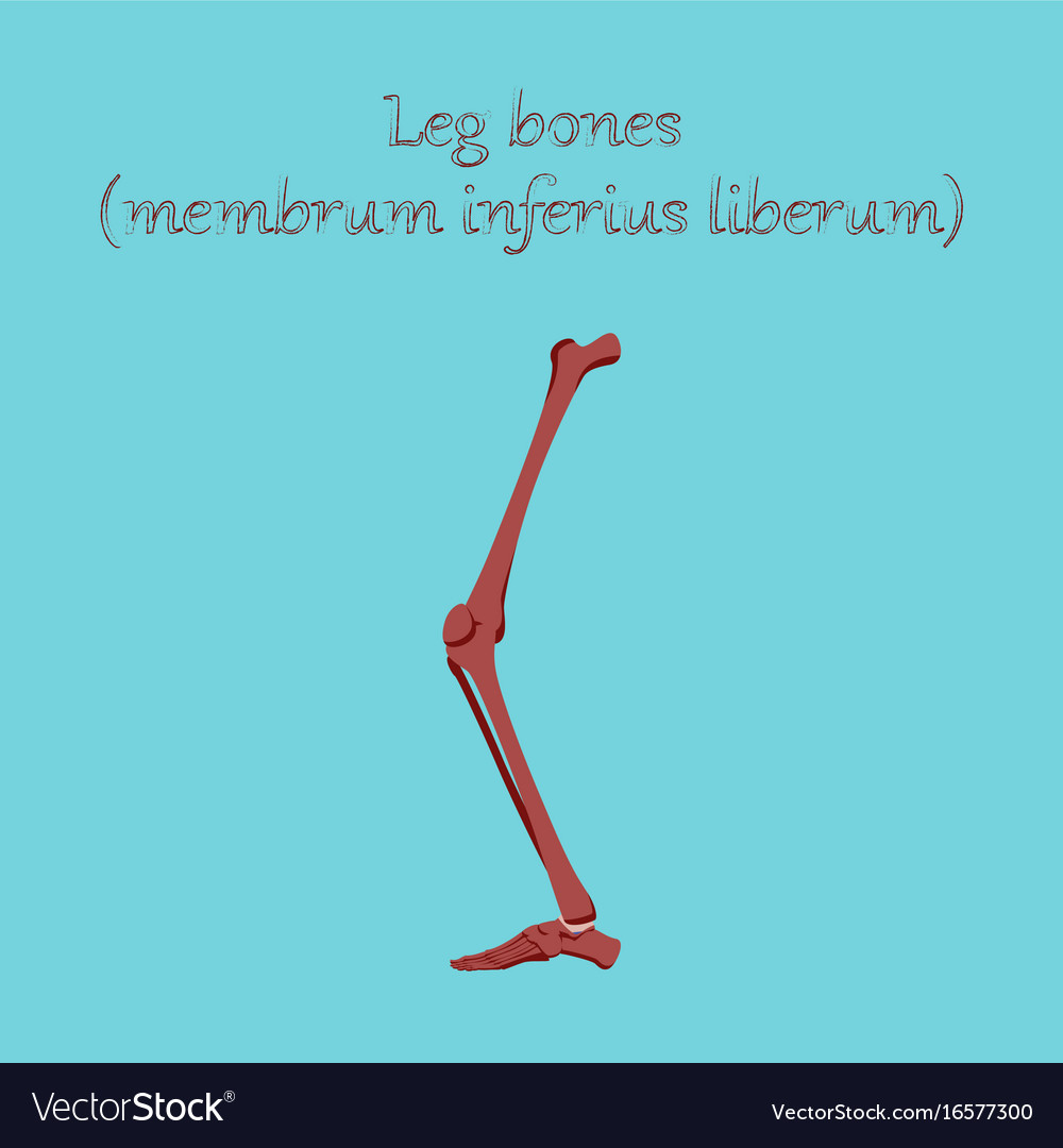 Human organ icon in flat style leg bone