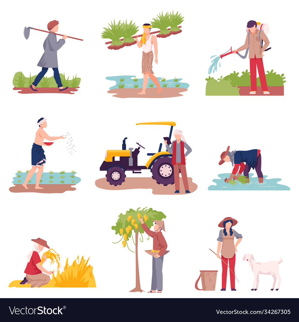 Asian farmers picking agricultural crops Vector Image