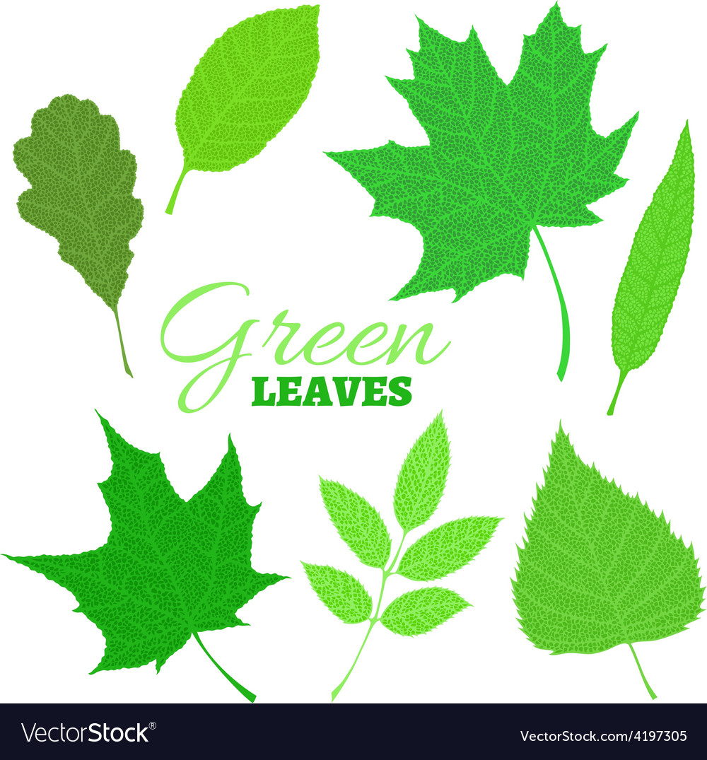 Set of veined green leaves isolated on white