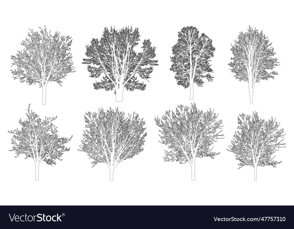 Bare trees contour set beautiful leafless vector image Bare trees contour set beautiful leafless