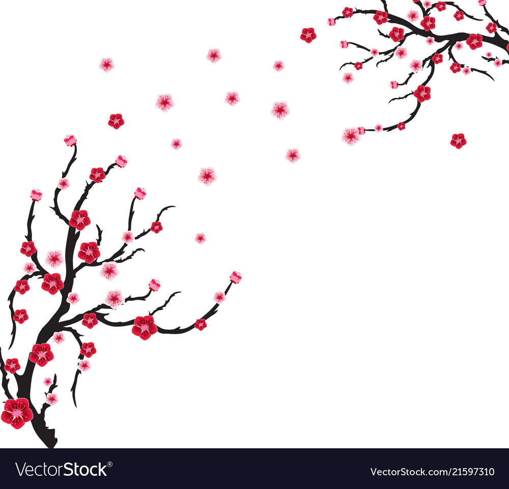 Cherry blossom for chinese new year and mid vector image Cherry blossom for chinese new year and mid