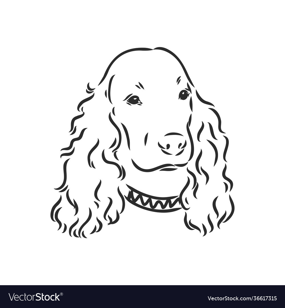 Dog breed cocker spaniel muzzle sketch graphics Vector Image