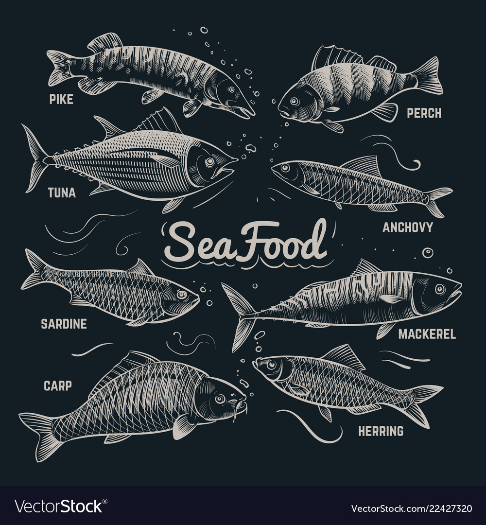 Sketch fishes seafood herring trout flounder Vector Image