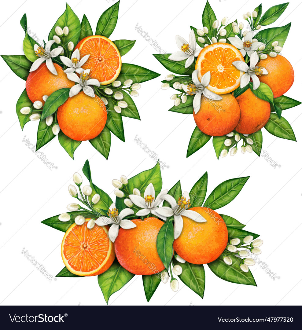 Watercolor hand drawn realistic oranges Royalty Free Vector